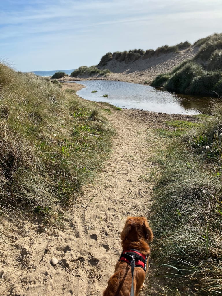 Dog friendly beach - Rhosneigr, Anglesey